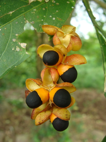Talisia macrophylla