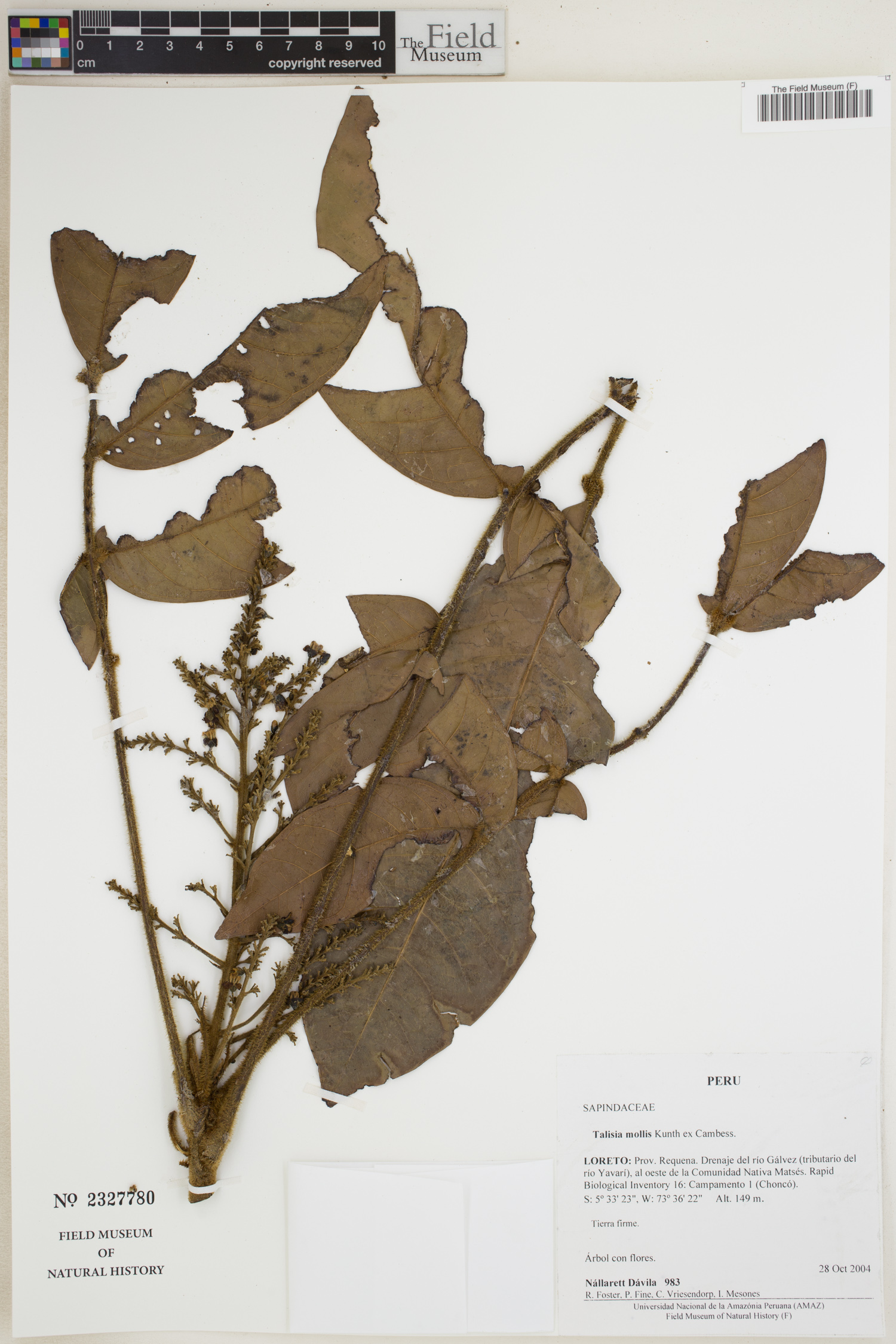 Talisia mollis — photo