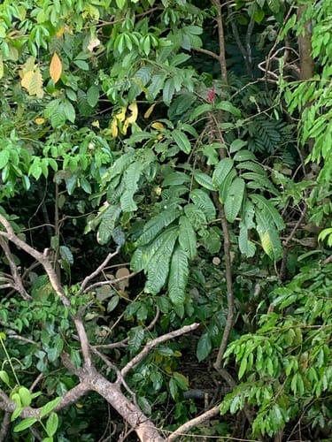 Talisia nervosa (Nerved talisia) — photo