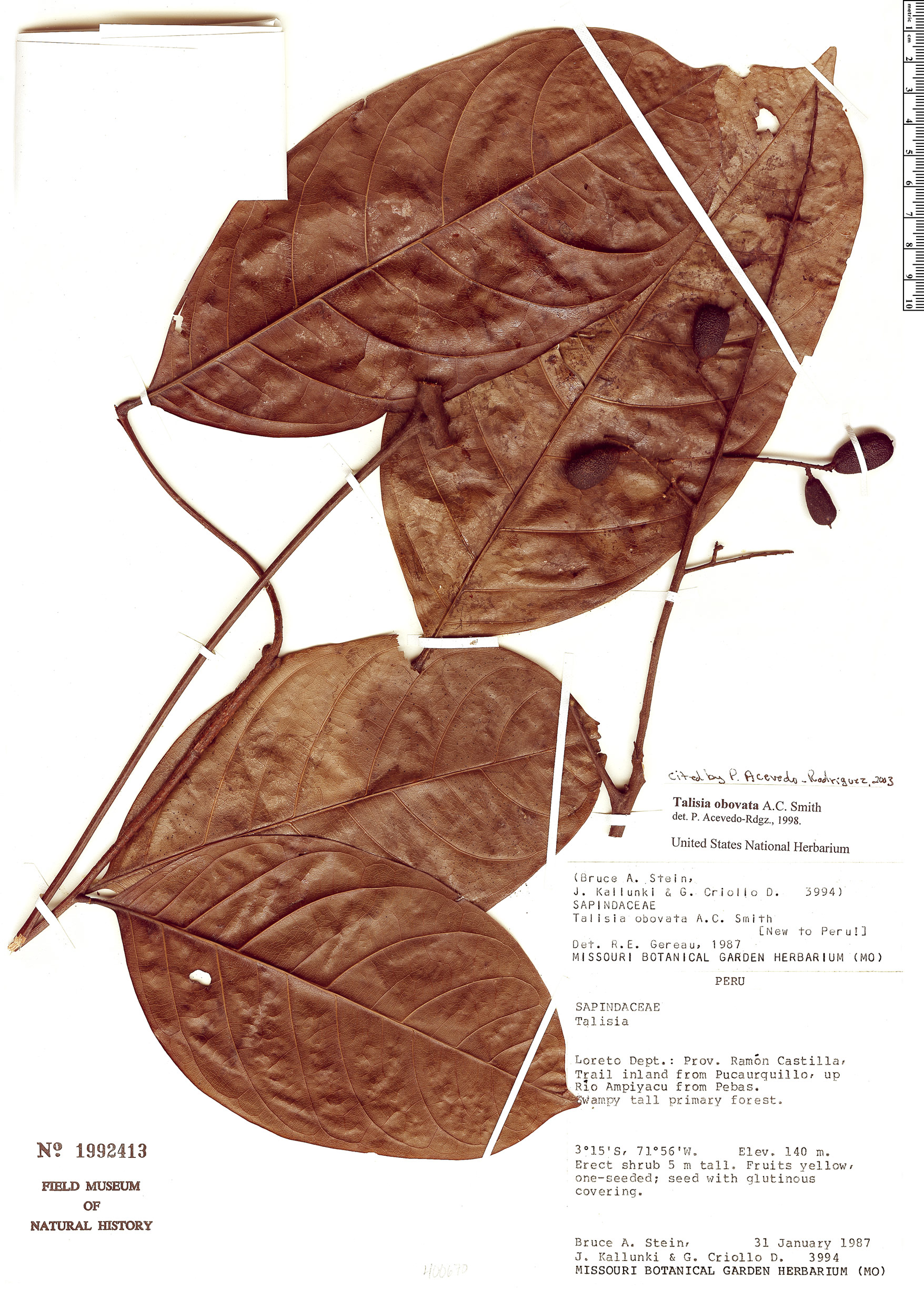 Talisia obovata (Obovate talisia) — photo