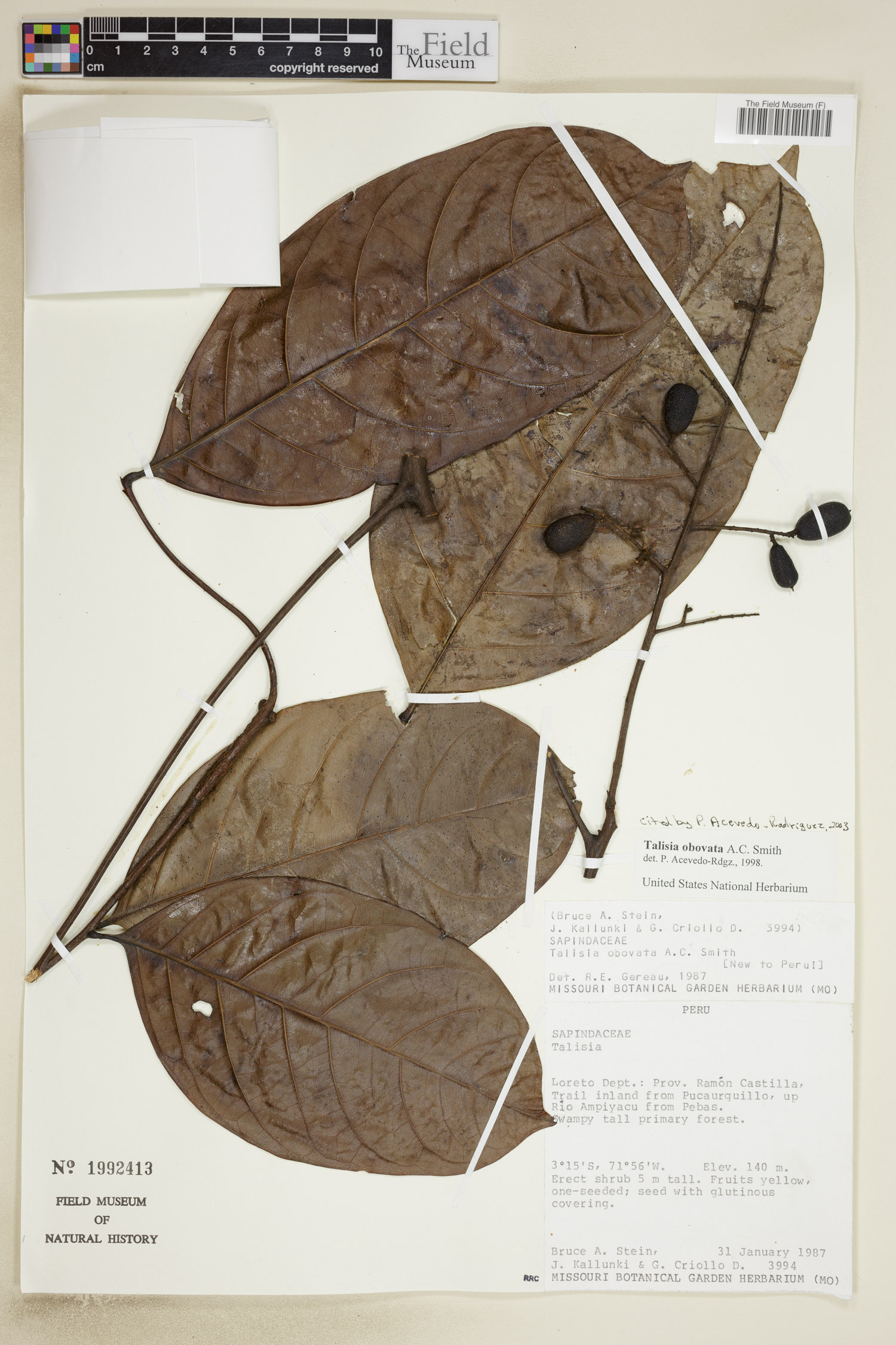 Talisia obovata (Obovate talisia) — photo