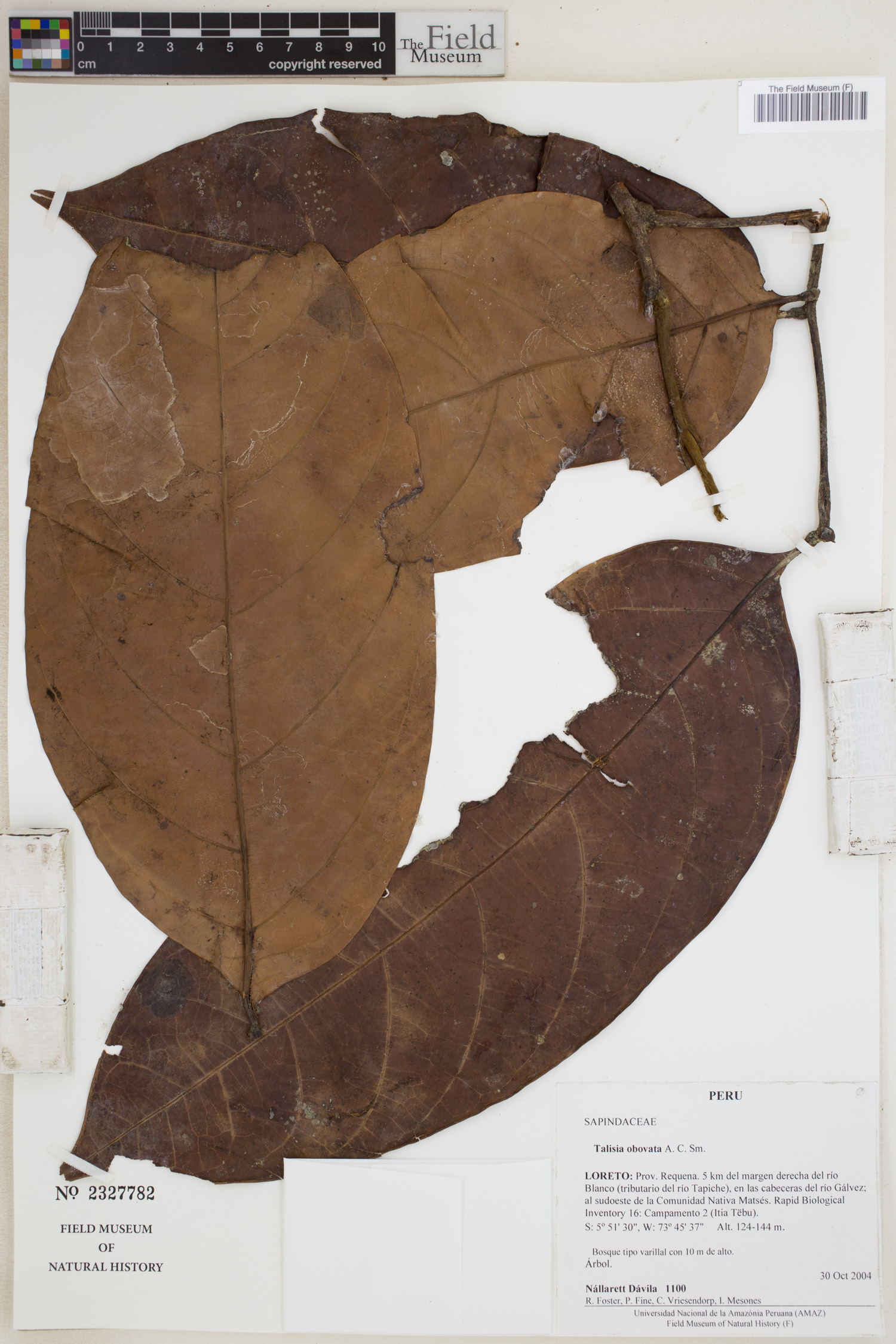 Talisia obovata