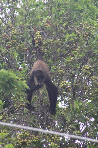 Talisia oliviformis (Yellow genip) — photo