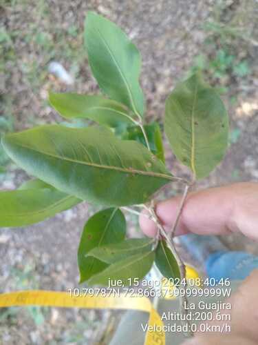 Talisia oliviformis