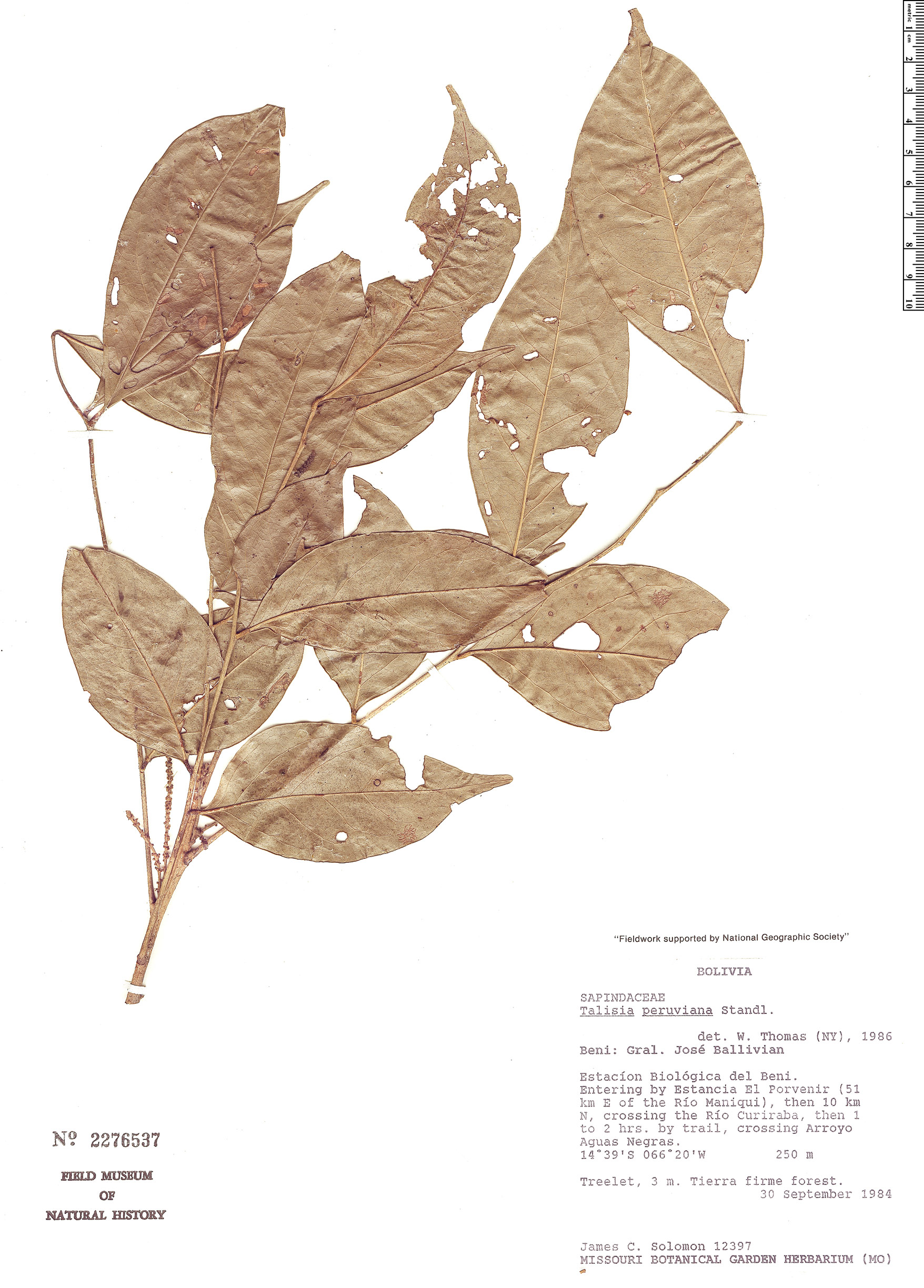 Talisia peruviana (Peru talisia) — photo