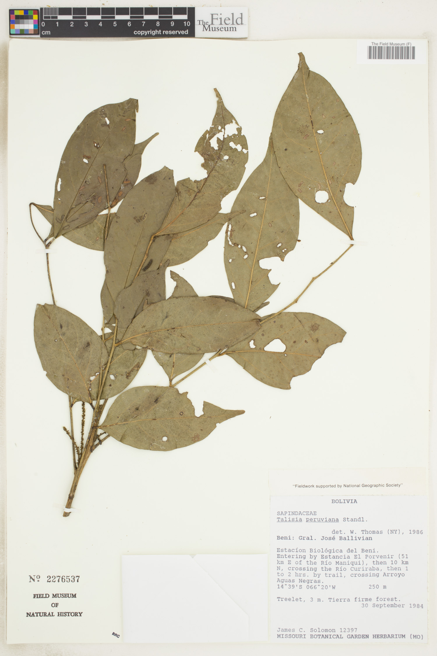 Talisia peruviana (Peru talisia) — photo