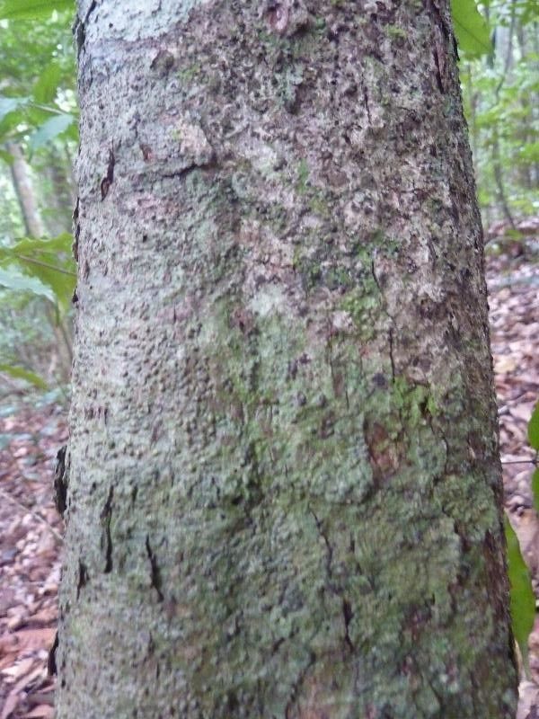 Talisia praealta (Acarouani talisia) — photo