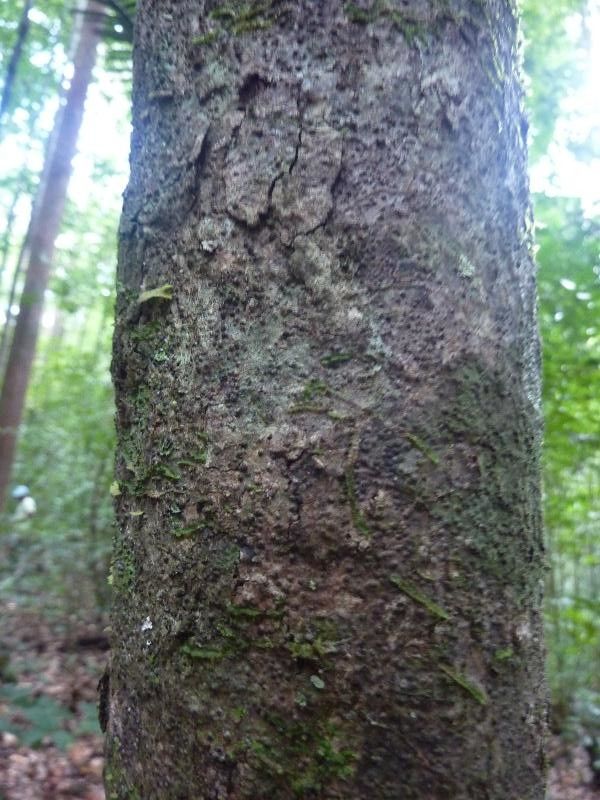 Talisia praealta (Acarouani talisia) — photo