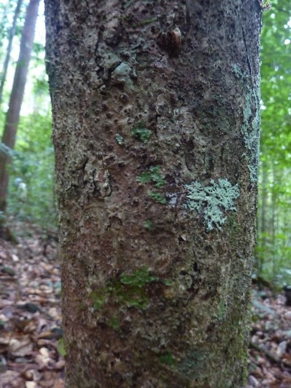 Talisia praealta