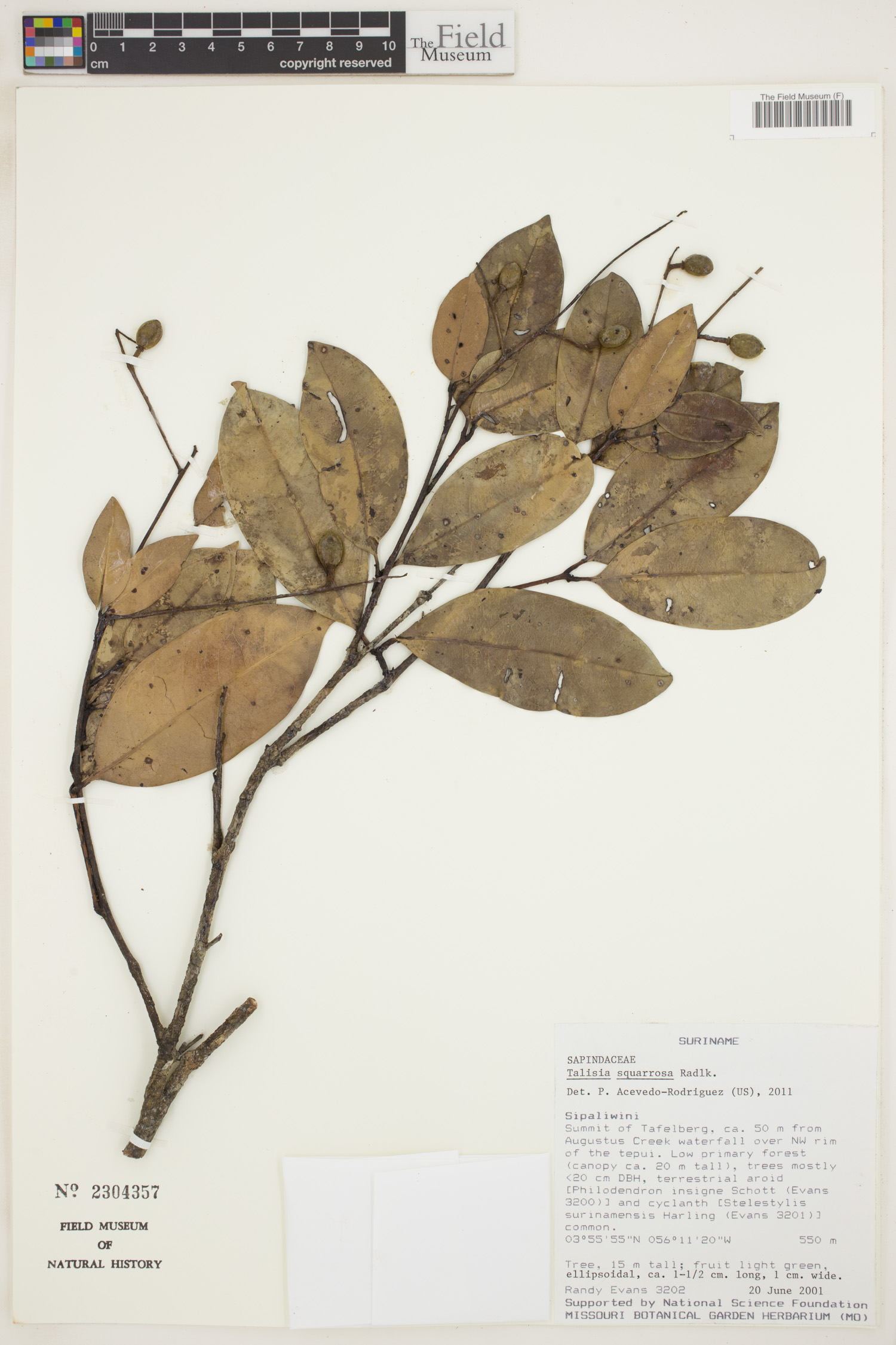 Talisia squarrosa (Rough talisia) — photo