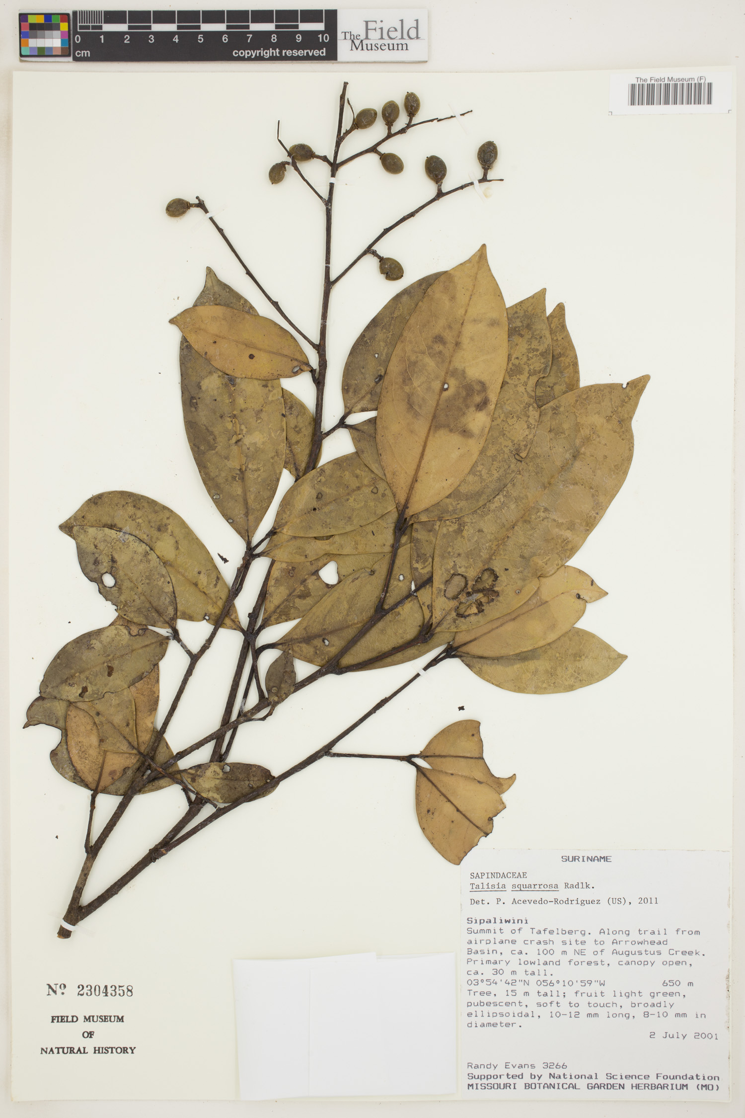 Talisia squarrosa (Rough talisia) — photo