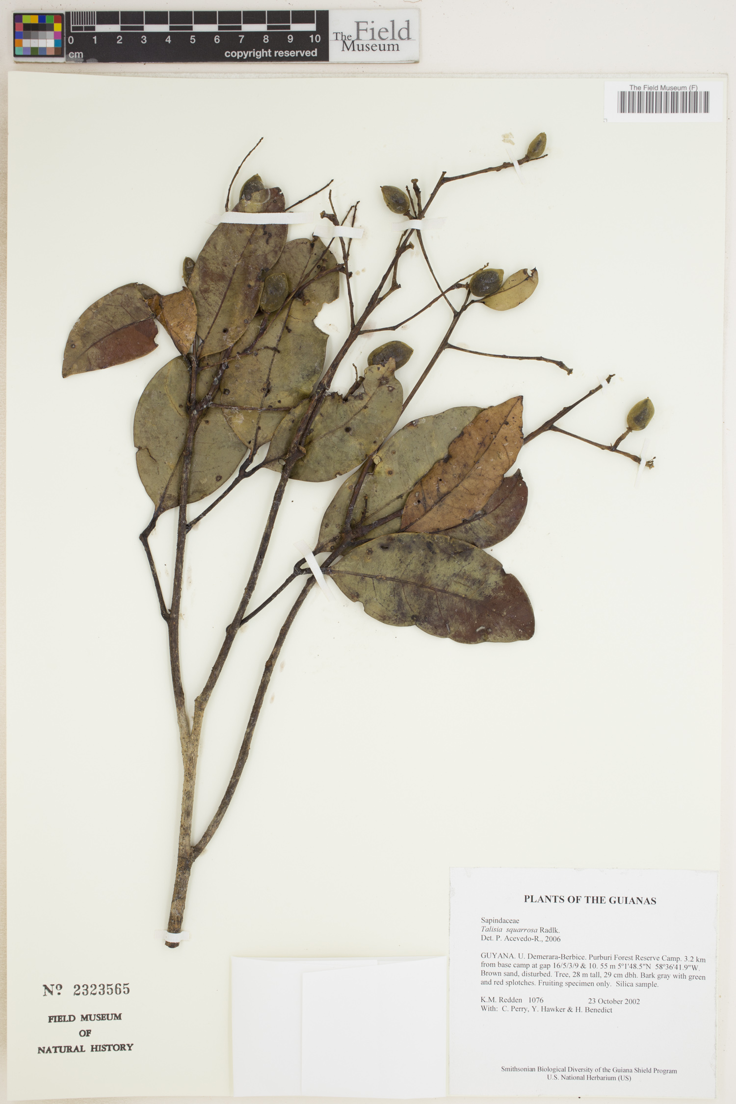 Talisia squarrosa
