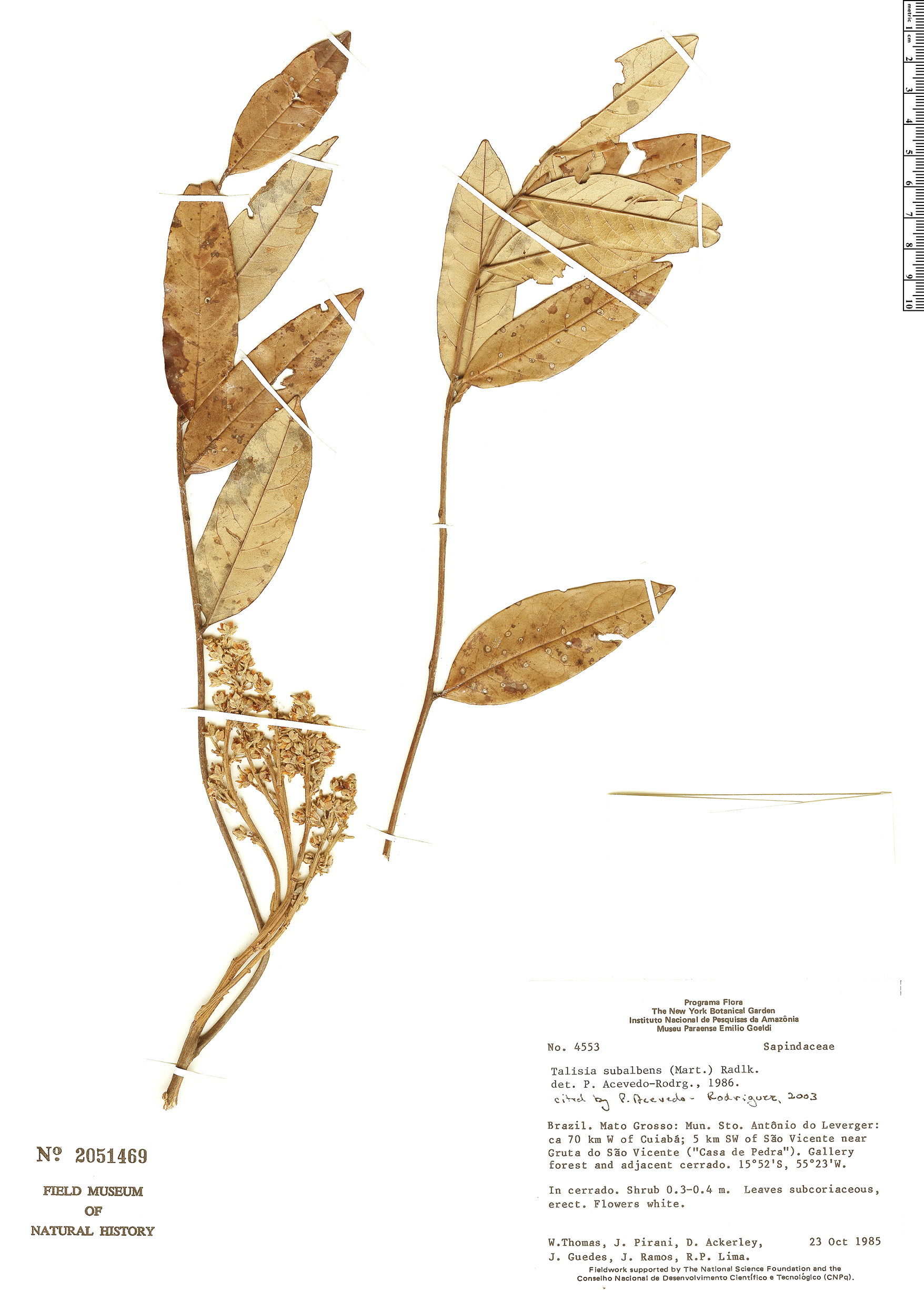 Talisia subalbens — photo