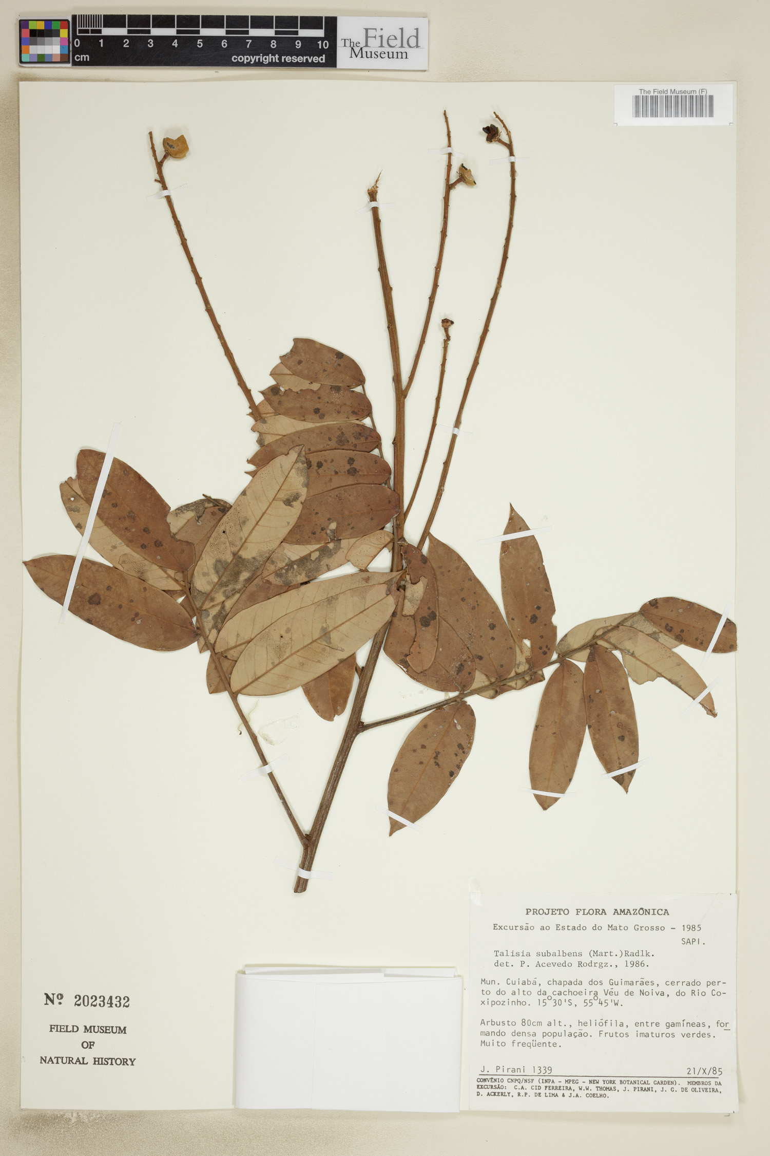 Talisia subalbens — photo
