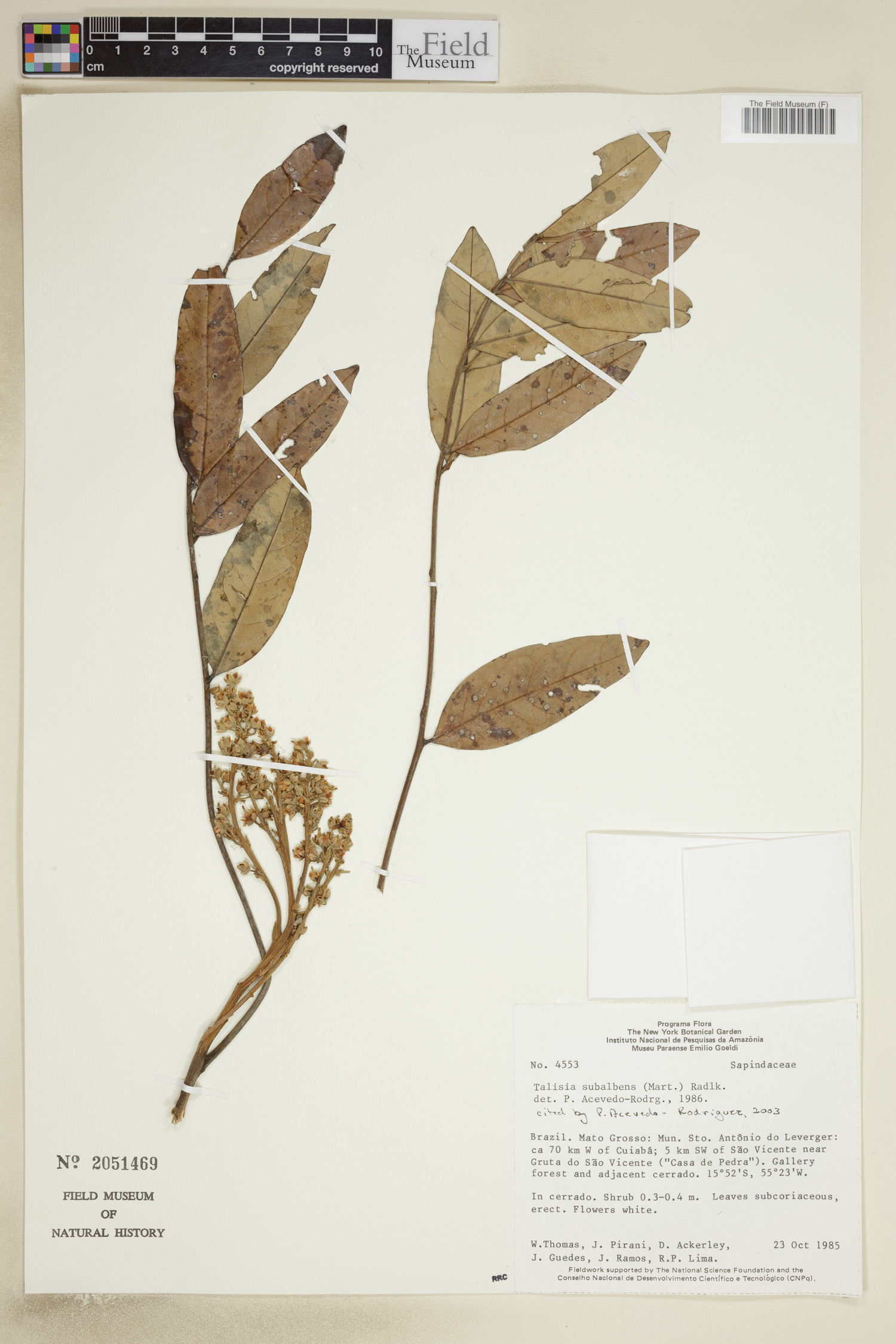 Talisia subalbens