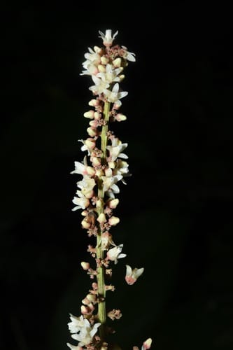 Talisia sylvatica — photo