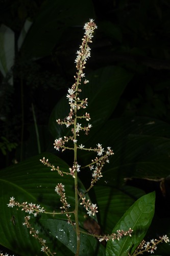 Talisia sylvatica