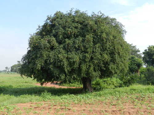 Tamarindus indica (Tamarind) — photo