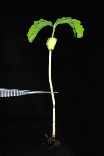 Tamarindus indica (Tamarind) — photo