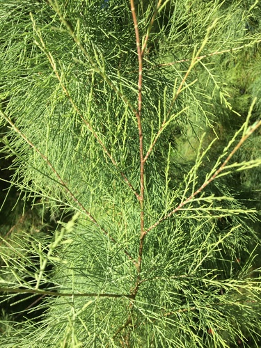 Tamarix aphylla (Athel tamarisk) — photo