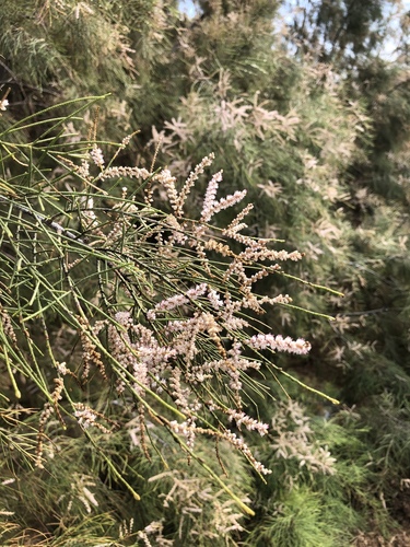 Tamarix aphylla (Athel tamarisk) — photo