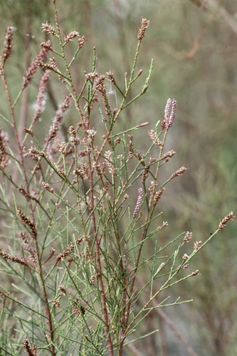 Tamarix dioica — photo