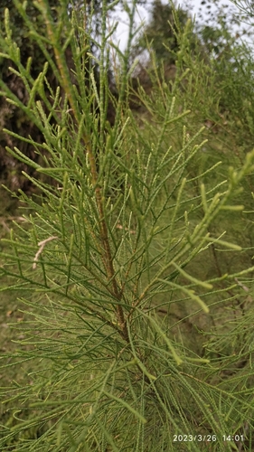 Tamarix dioica — photo