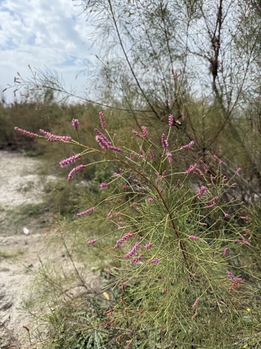 Tamarix dioica