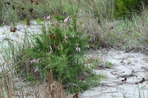 Tamarix smyrnensis