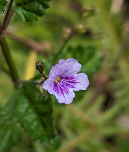 Tamonea spicata (Wild thyme) — photo