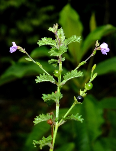 Tamonea spicata (Wild thyme) — photo