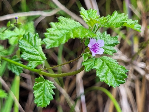 Tamonea spicata