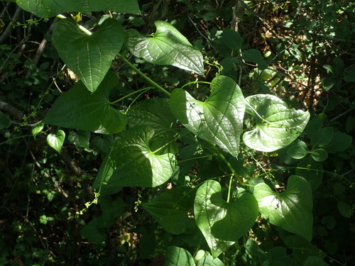 Tamus communis (Black Bryony) — photo