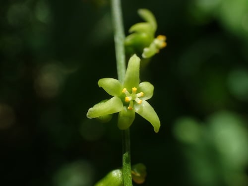 Tamus communis
