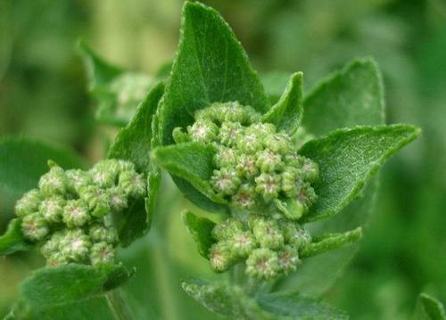 Tanacetum balsamita (Painted Daisy) — photo