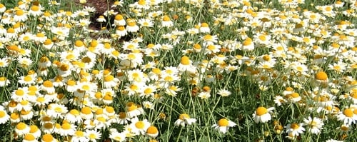 Tanacetum balsamita (Painted Daisy) — photo