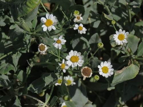 Tanacetum balsamitoides — photo