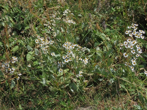 Tanacetum balsamitoides — photo