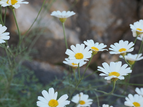 Tanacetum cinerariifolium (Pyrethrum) — photo