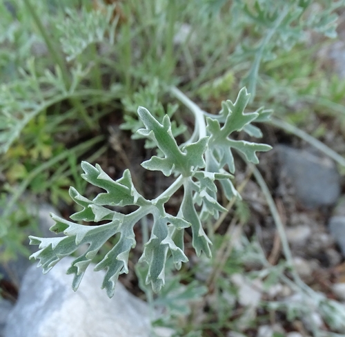 Tanacetum cinerariifolium (Pyrethrum) — photo