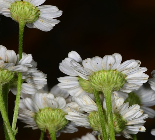 Tanacetum parthenium (Feverfew) — photo