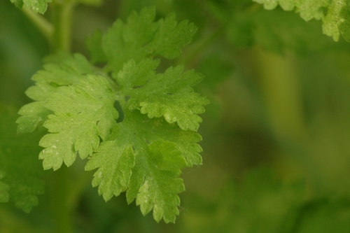 Tanacetum parthenium (Feverfew) — photo
