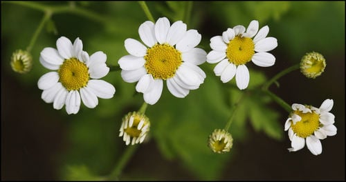 Tanacetum parthenium