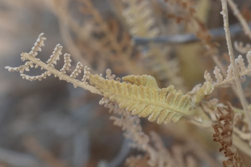 Tanacetum sinaicum — photo