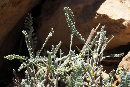 Tanacetum sinaicum