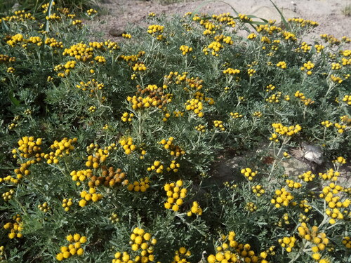 Tanacetum tenuifolium — photo