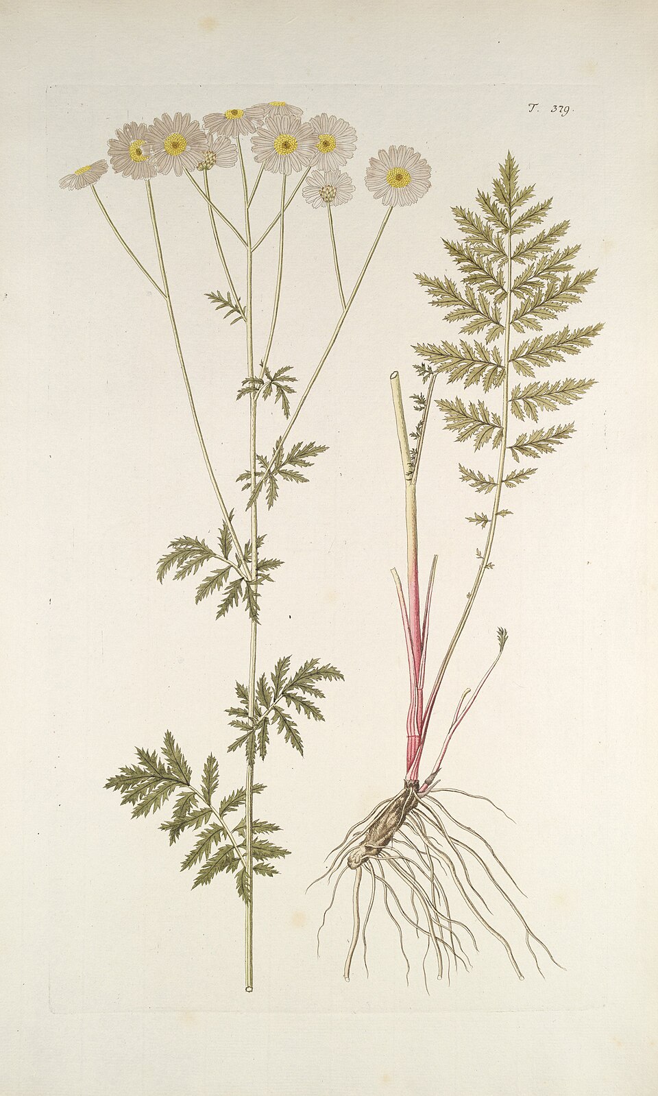 Tanacetum tenuifolium — photo