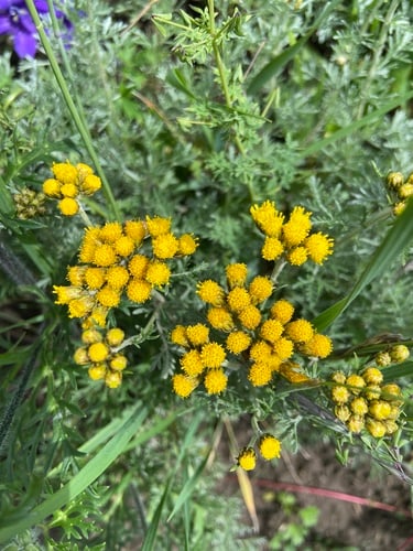 Tanacetum tenuifolium