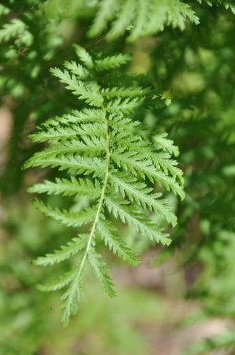 Tanacetum vulgare (Tansy) — photo