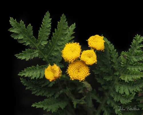 Tanacetum vulgare (Tansy) — photo